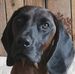 Cornelia Dietrich - Facebook