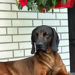 Cornelia Dietrich - @vomdietrichhof - Instagram