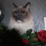 Cornelia Faust - @cornelia.faust.71 - Instagram