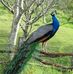 Cornelia Helman - Facebook