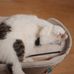 Cornelia Helmreich - Facebook