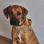 Cornelia Voss - @cornelia.voss.52 - Instagram