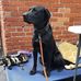 Barnaby Ezekiel and Quincy Cornelius the Black Labs - Facebook