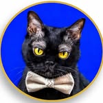 Cornelius Cornbread 🐈‍⬛ Black Bombay Cat - @corneliuscornbreadchronicles - Instagram