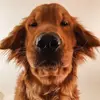 murphycornelius_ - @murphycornelius_ - TikTok