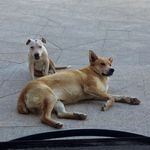 Perry & Ray Cornelius - @perry_ray_cornelius_ - Instagram