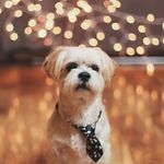 @perrycornelius - Instagram