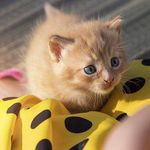 Cornell Evans - @sdjtr5762s - Instagram