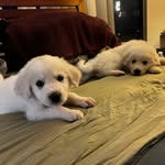 Berkeley and Cornell De Golier Gordon - @ivy_league_pups - Instagram
