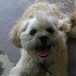 charlie brown - @cornellmccoy - Instagram