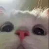 cornellreid675 - @cornellreid675 - TikTok