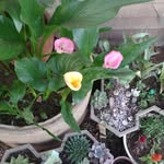 Corrie Hall - @corrie_hall64 - Instagram