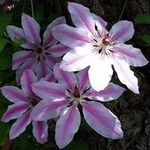 Corrina Gray - @corrina.gray - Instagram