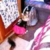 corinne harrington - @corinne.harringto - TikTok