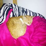 Corinne Lambert - @corinne.lambert.5891 - Instagram