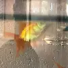 corrineleecheuilikea - @corrineleecheuilikeanima - TikTok