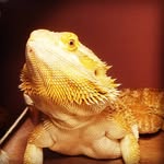 Corrine Moore - @corrine_loves_dragons - Instagram