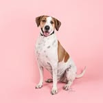 Corrine McDonald - @corrine.mcd.dt - Instagram