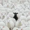 Corrine woods - @corrine.woods - TikTok