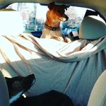 Corrine Yeager - @dogsofnetrunner - Instagram