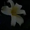 corrinebailey - @corrinebailey - TikTok