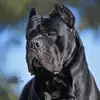 donato Cane corso - @donato.cane.corso - TikTok