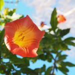 Cortney Daniel - @bay_area_mystic_flora - Instagram