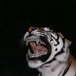 nightowl - @corvellgreen_ - Instagram