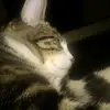 Summ1Axidentally - @sum1axidentally - TikTok
