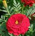 Uttam Karan - Facebook