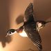 Gary Borcherding - Facebook