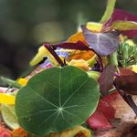 Cory Campbell - @corycampbellchef - Instagram