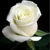 Cory Gomez - @cory.gomez - TikTok