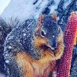 Corey Jorgensen - @jorgensencorey - Instagram