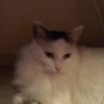 Coryleblanc V.E.S - @coryleblanc25 - Instagram