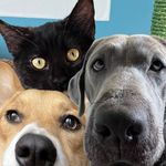 CORY, LINK & RIKA 🐕🫏🐈‍⬛💫 - @corystail - Instagram