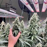 Cory Liu - @sunplusled_grow - Instagram