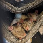 Cory Loudon - @loudon_rat_society - Instagram
