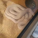 cory marsh - @cory_reptiles - Instagram