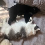 Cory Matthews & Sushi (cats) - @sushi_and_cory - Instagram