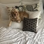 Winfrey_CockerSpaniel - @corymccracken1 - Instagram