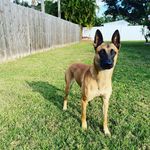 Cory McDonnell - @k9_cory - Instagram