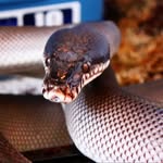 Cory McDowell - @hit_you_w_the_canon - Instagram