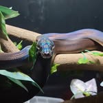 Cory McDowell - @wanted_whiskers - Instagram
