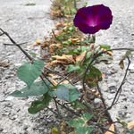 Corey McGillivray - @cluny_17 - Instagram