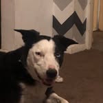 Corey mcgowan - @coreymcgowan97 - Instagram