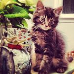 Cory Mckay Swanson - @griffin_the_puss - Instagram