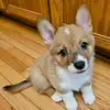 Mrs McK & Pancake the Corgi 🐶 - @alexandramckenrick - TikTok