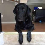 Black Lab Oakley - @oakleycory - Instagram