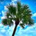 Cory F. Palm Tree Pruning - Facebook